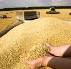 مدیر تعاون روستایی گیلان: خرید ۲۷۱ تن گندم به قیمت تضمینی از گندم کاران در رودبار