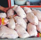 جلوگیری از انتقال ۷ تن مرغ فاقد مجوز در رودبار