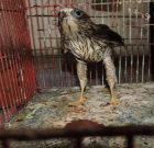 دستگیری شکارچی پرندگان شکاری در رودبار